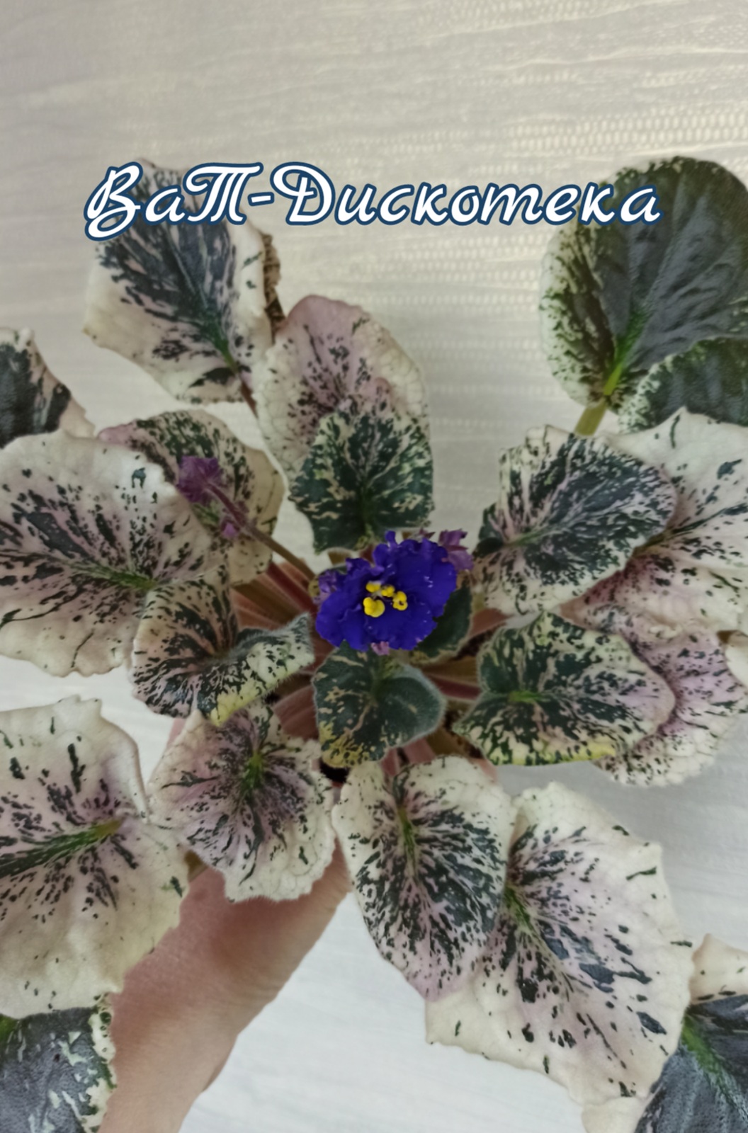 ВаТ-Дискотека