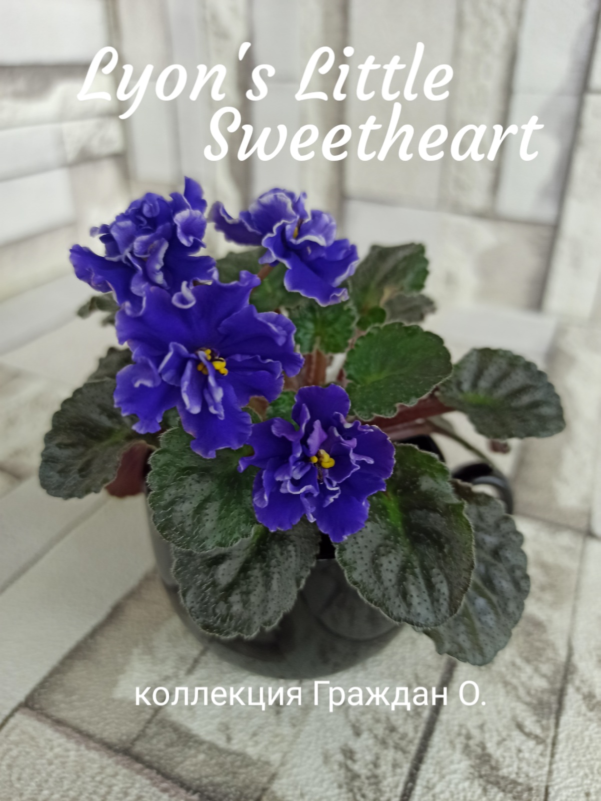 Lyon's Little Sweetheart (Sorano)