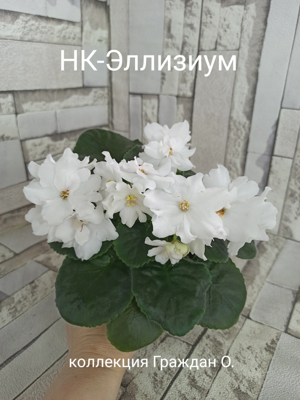 НК-Элизиум