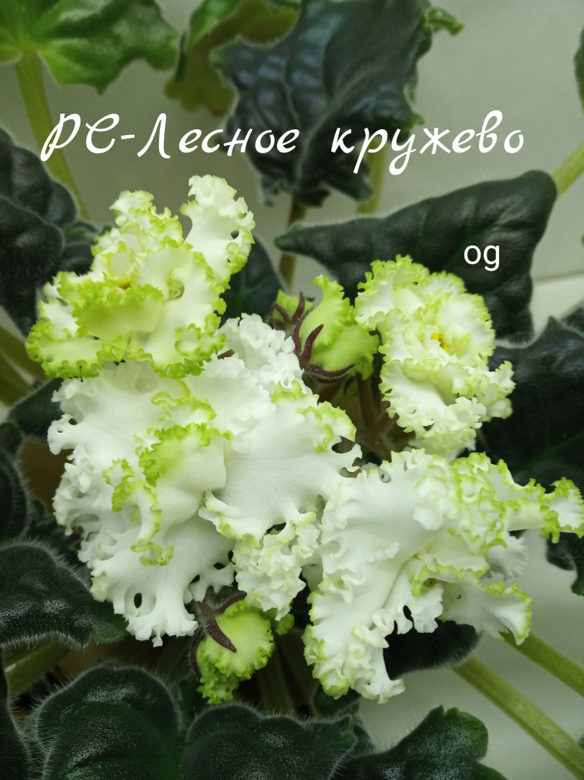 РС-Лесное кружево