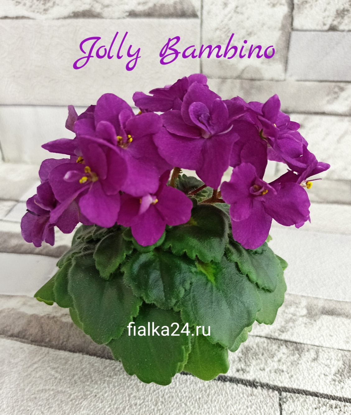 Jolly Bambino (Pittman)