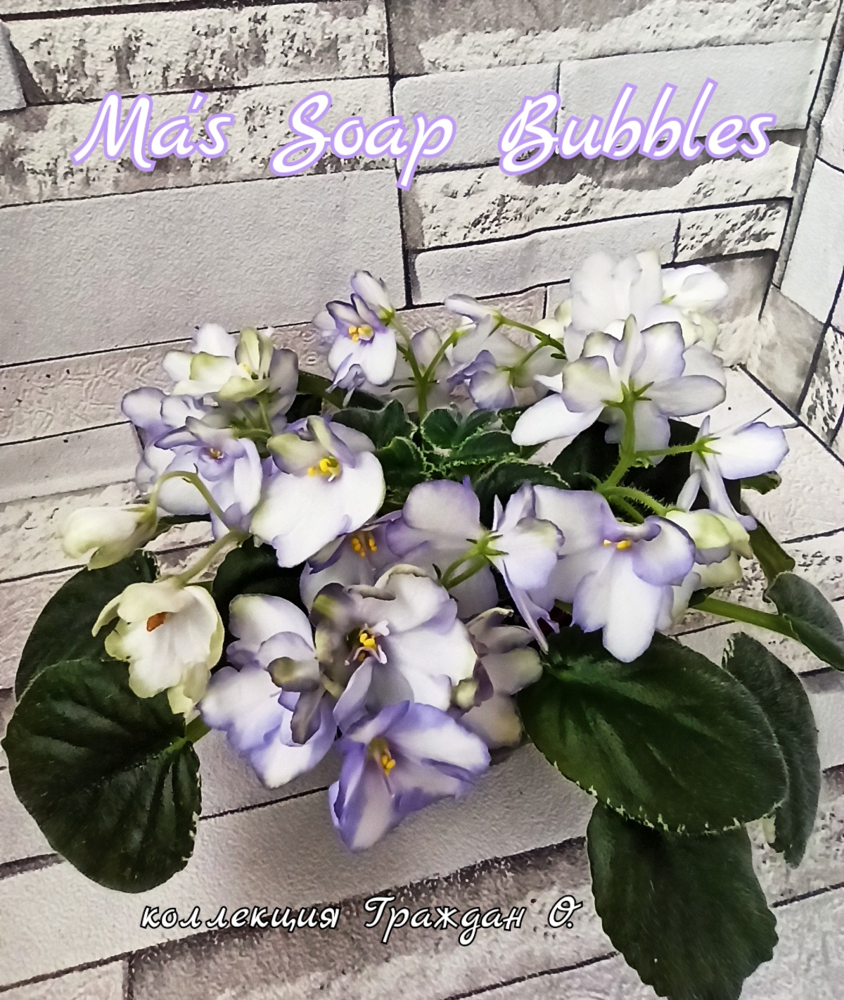 Ma’s Soap Bubbles (Robinson)