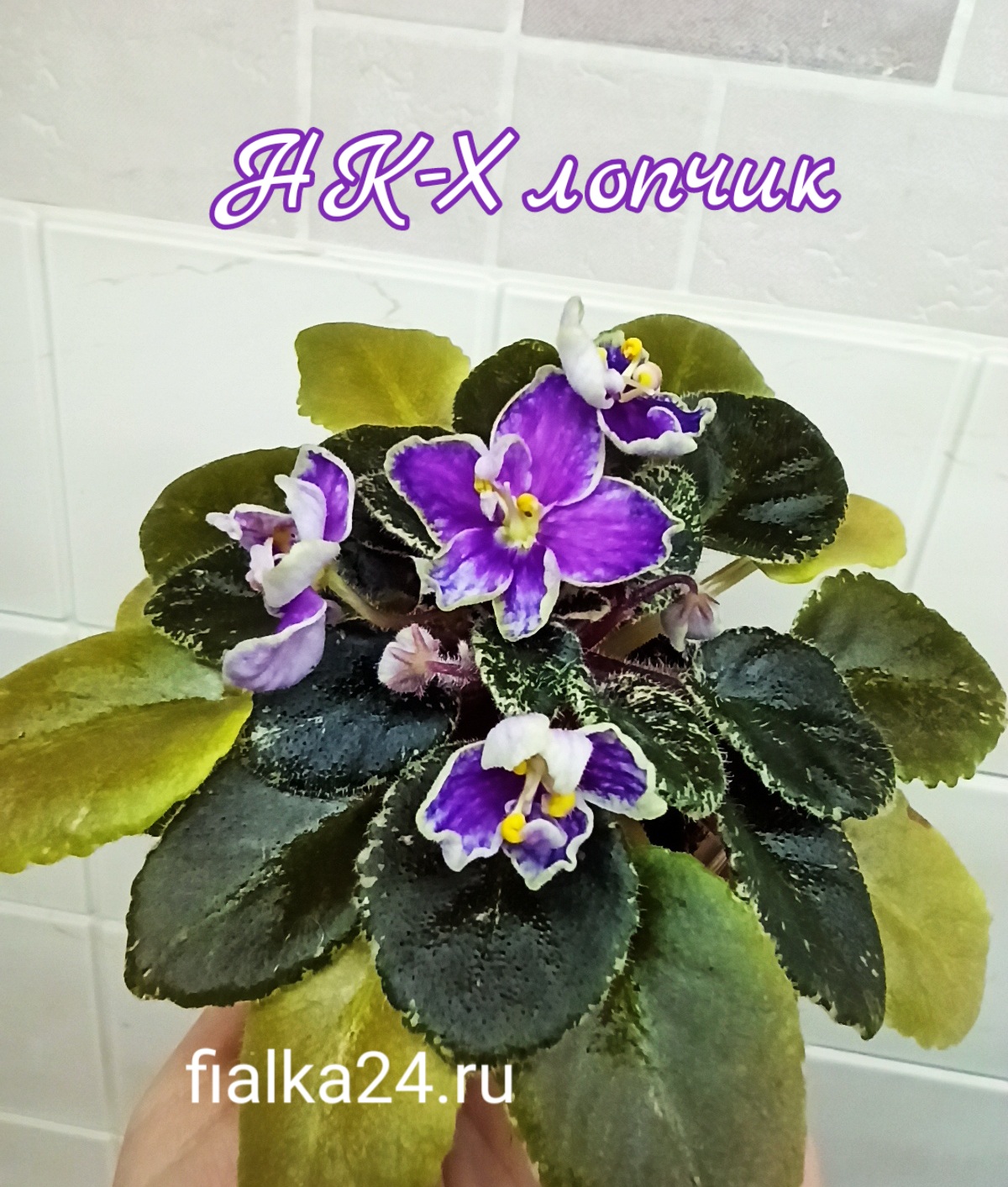 НК-Хлопчик