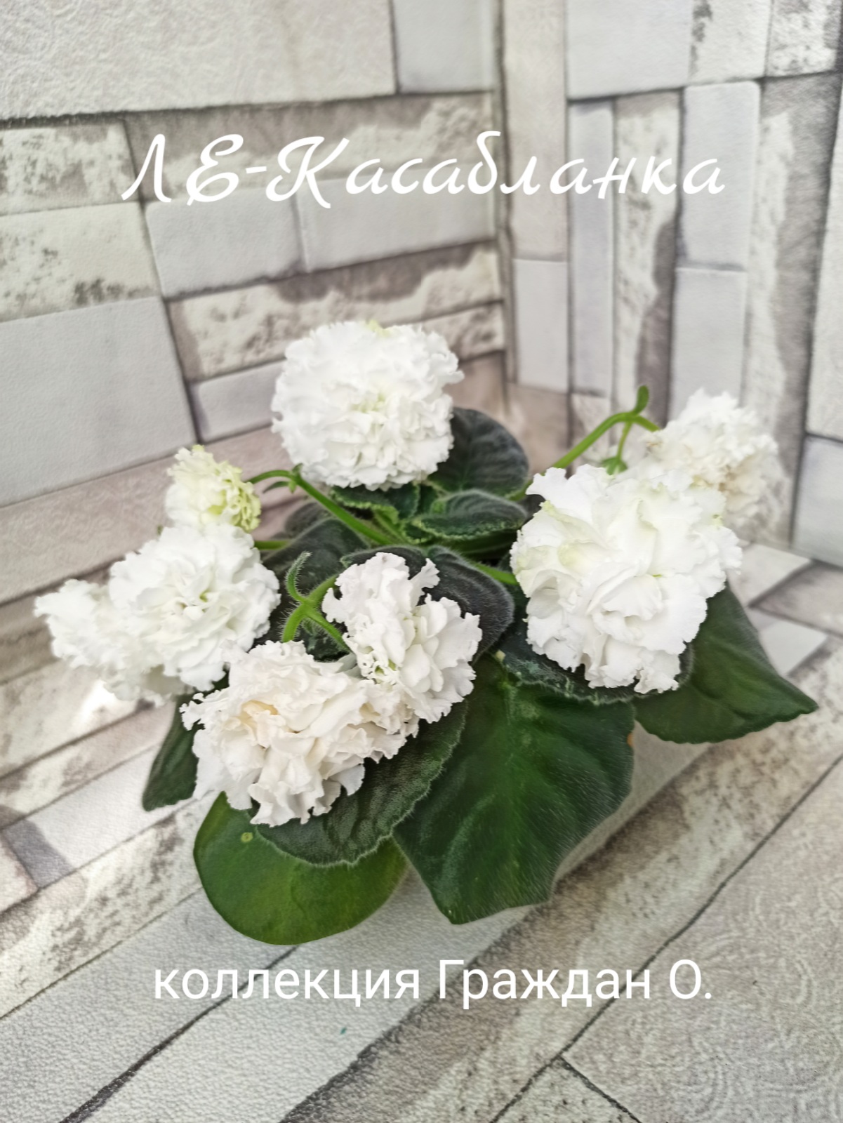ЛЕ-Касабланка
