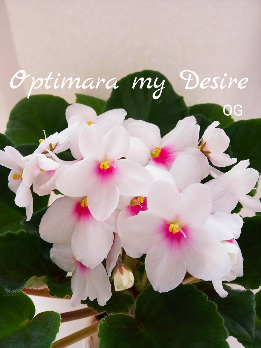 Optimara my Desire (Holtkamp)