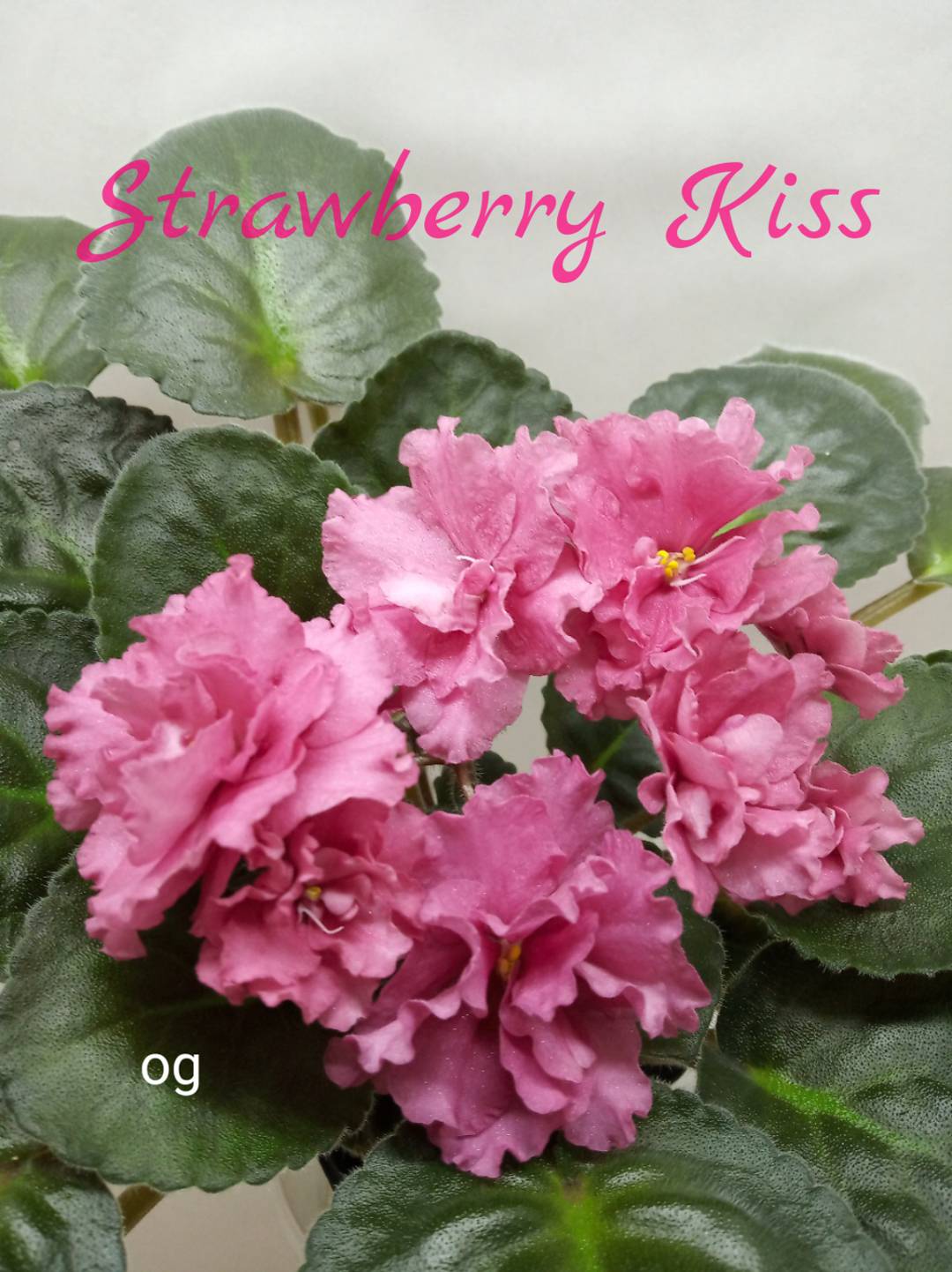 Strawberry Kiss (LLG/Sorano)