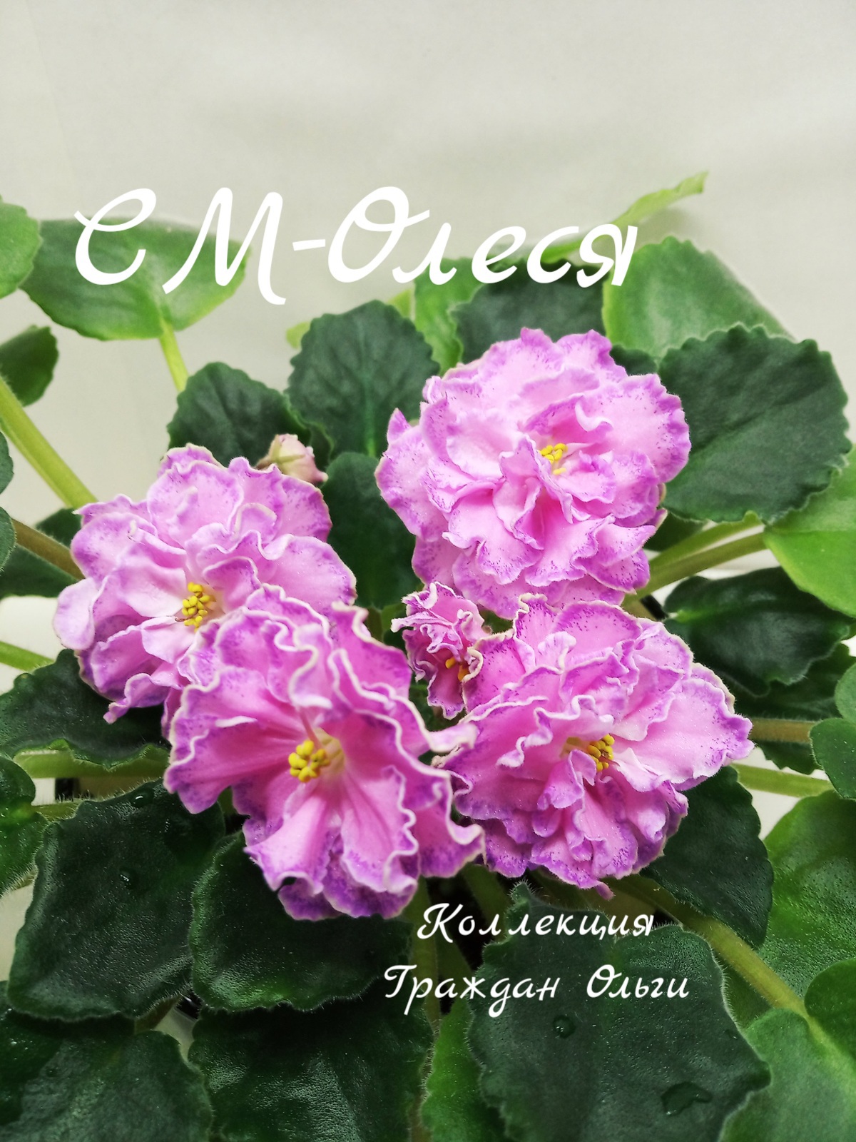 СМ-Олеся