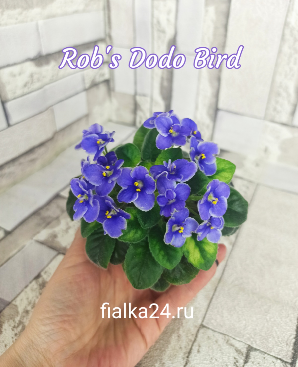 Rob's Dodo Bird (Robinson)