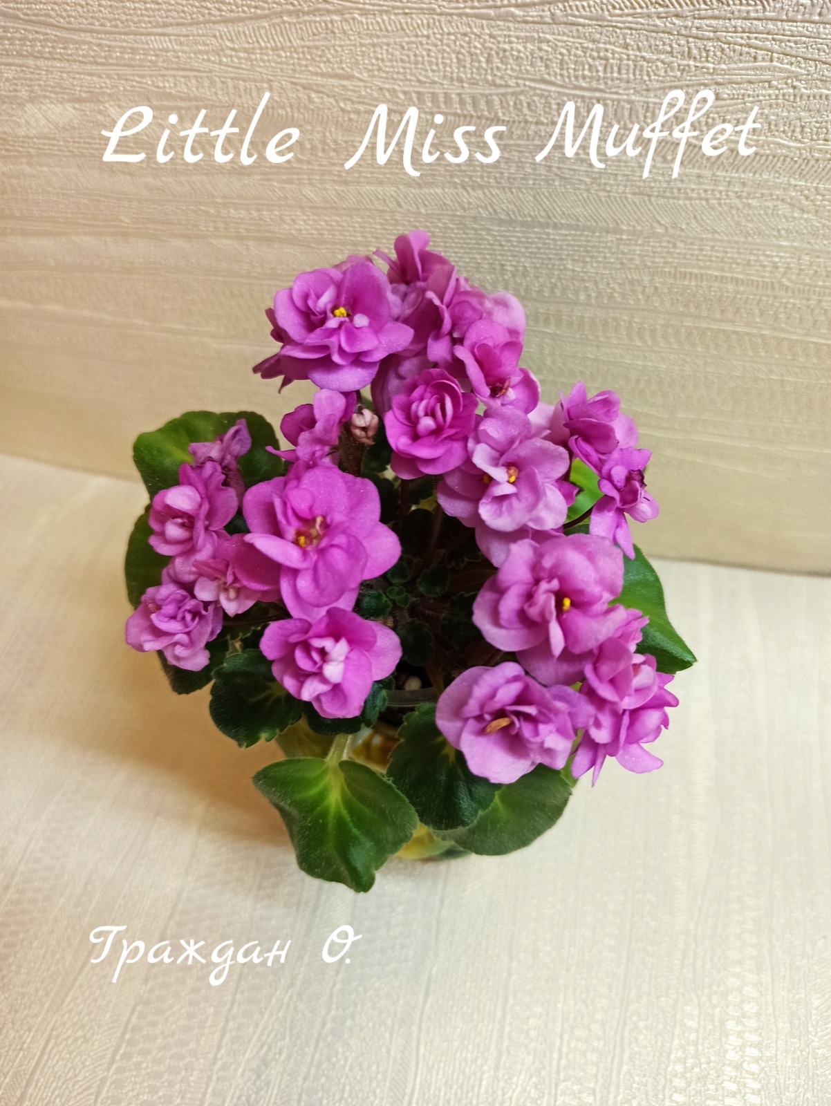 Little Miss Muffet (Storytella)