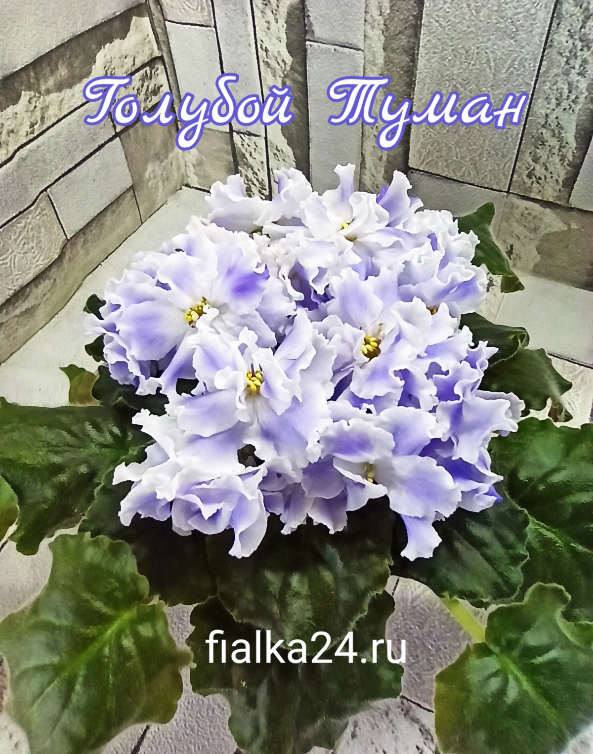 Голубой туман