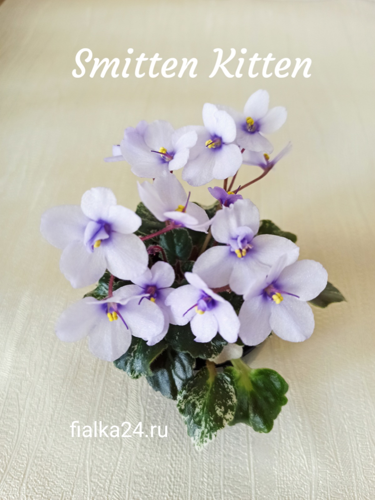 Smitten Kitten (Sorano)
