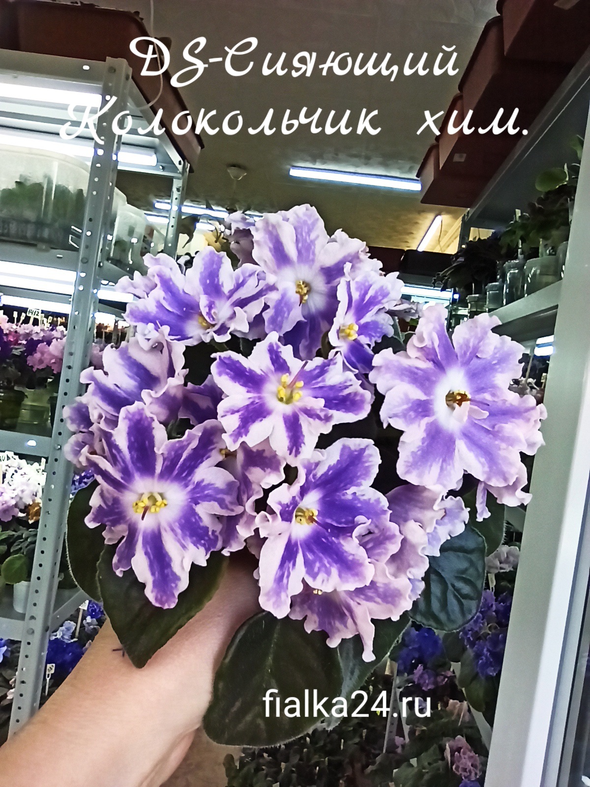 DS-Сияющий Колокольчик (химера)