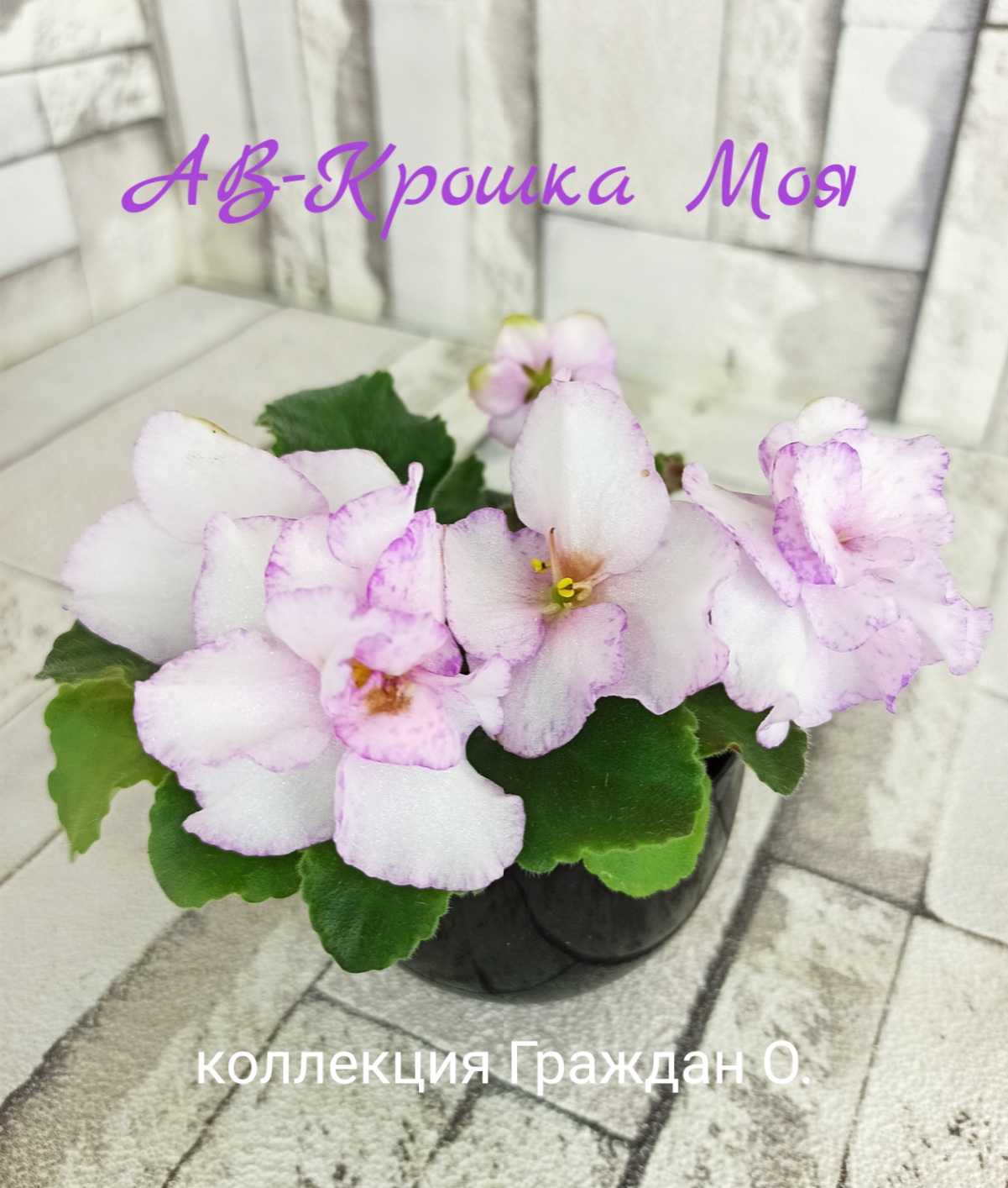 АВ-Крошка Моя
