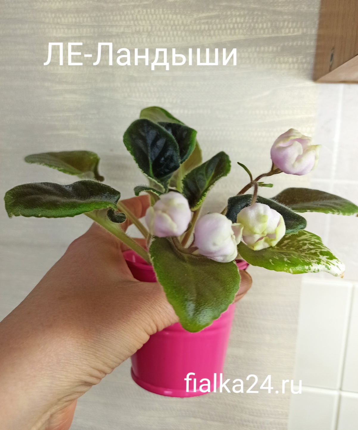 ЛЕ-Ландыши