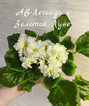 АВ-Легенда о Золотой Луне