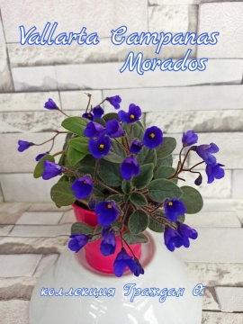Vallarta Campanas Morados (Beck)