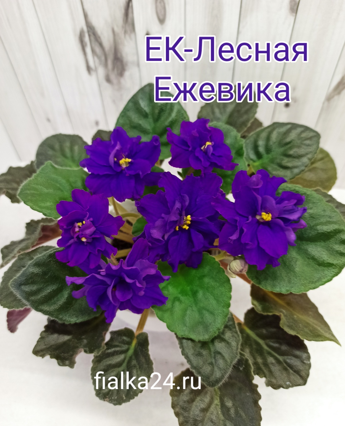 ЕК-Лесная Ежевика