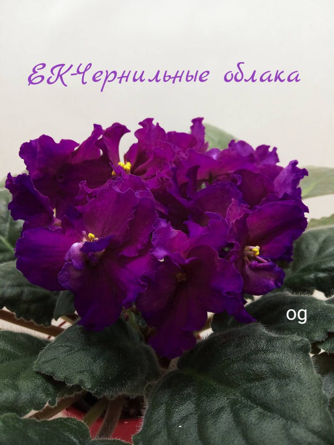ЕК-Чернильные Облака