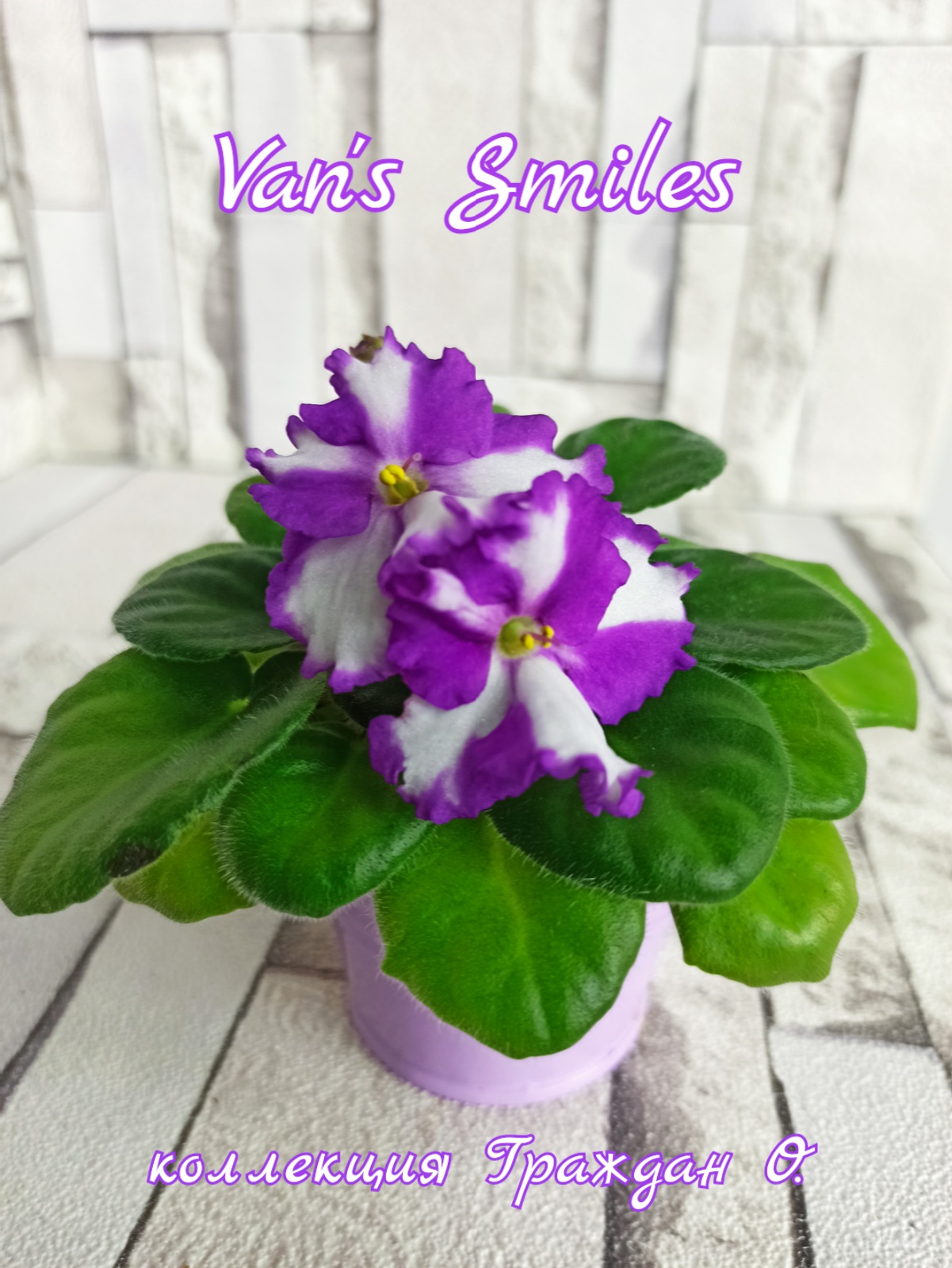 Van's Smiles (V,VanPatten)