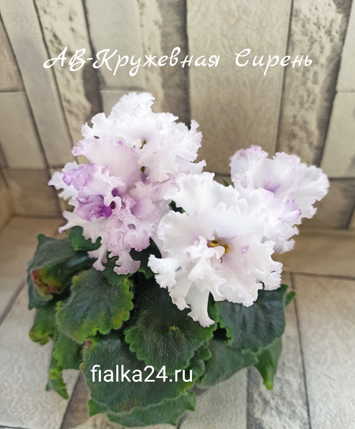 АВ-Кружевная Сирень