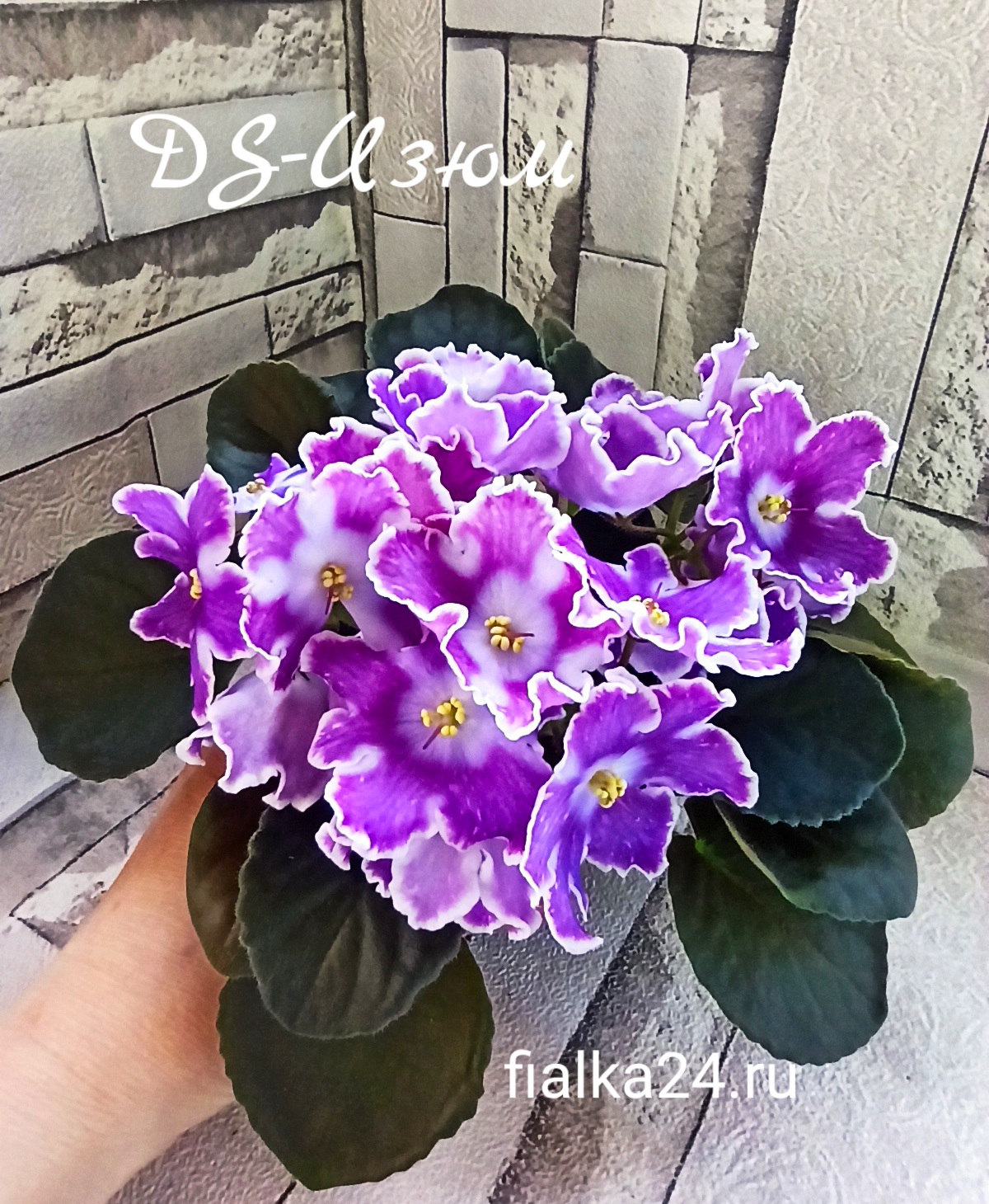 DS-Изюм 