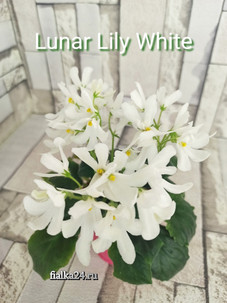 Lunar Lily White (Dates)
