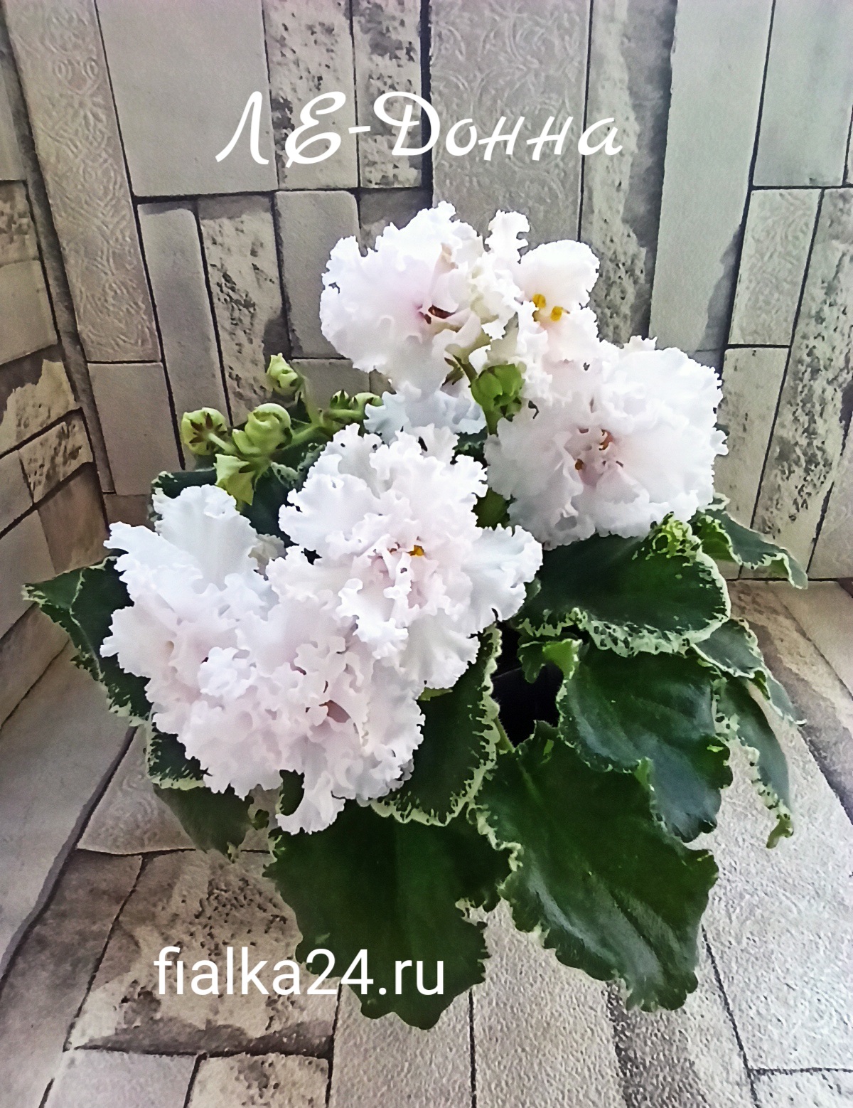 ЛЕ-Донна