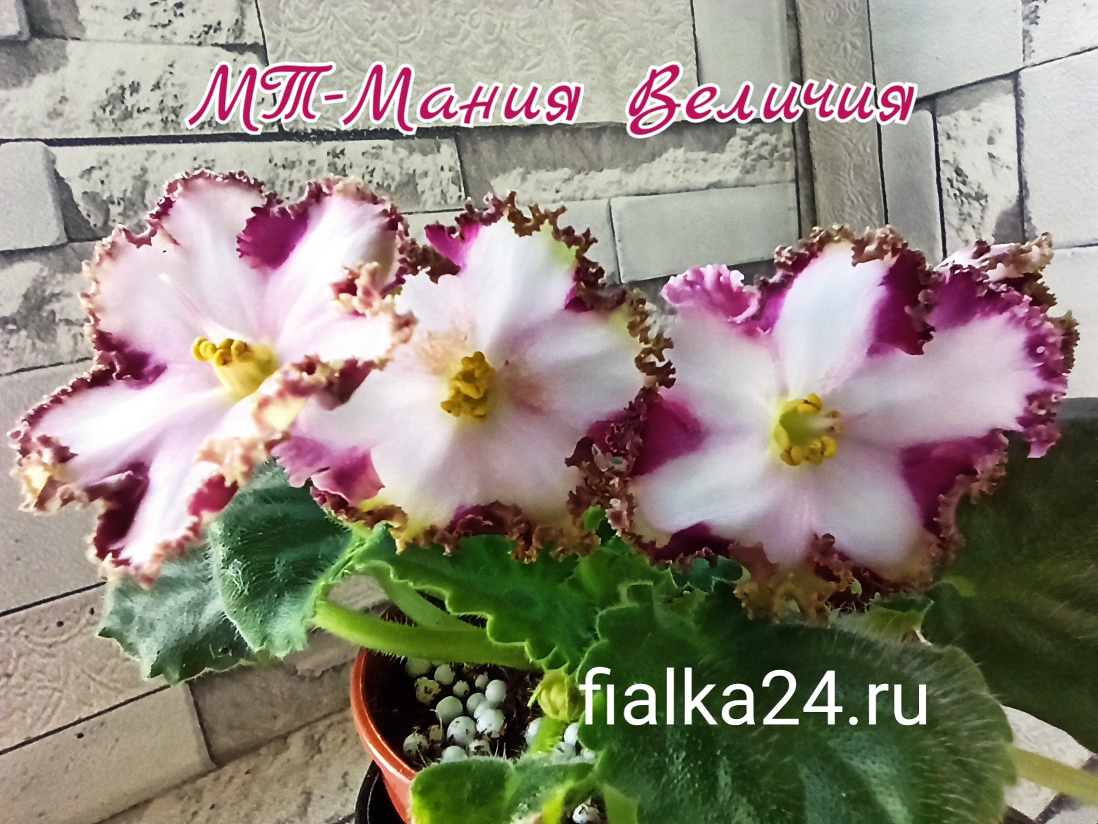 МТ-Мания Величия (Тотиева М.)