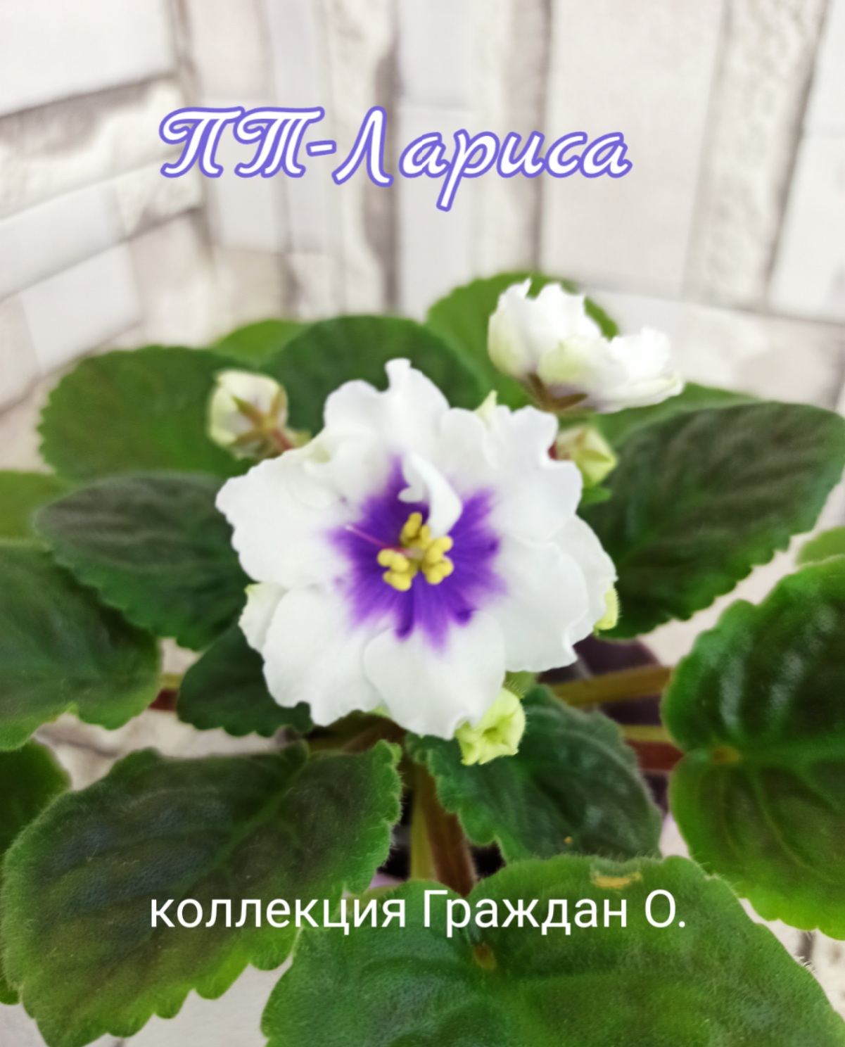 ПТ-Лариса