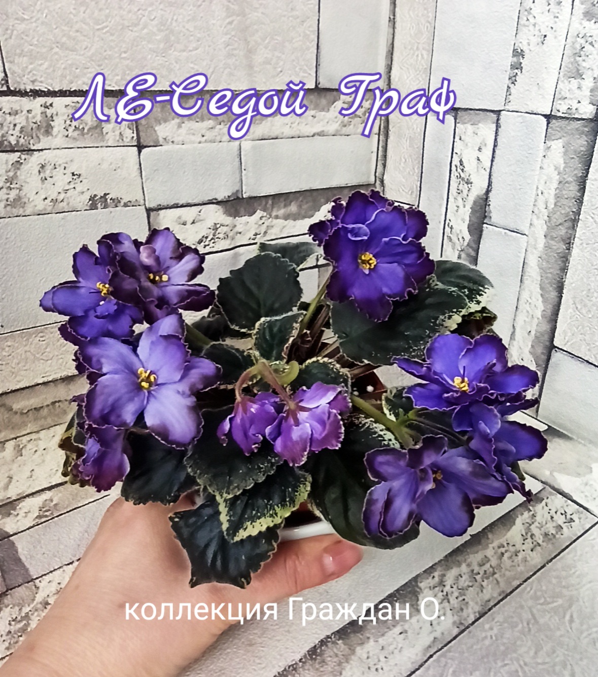 ЛЕ-Седой Граф