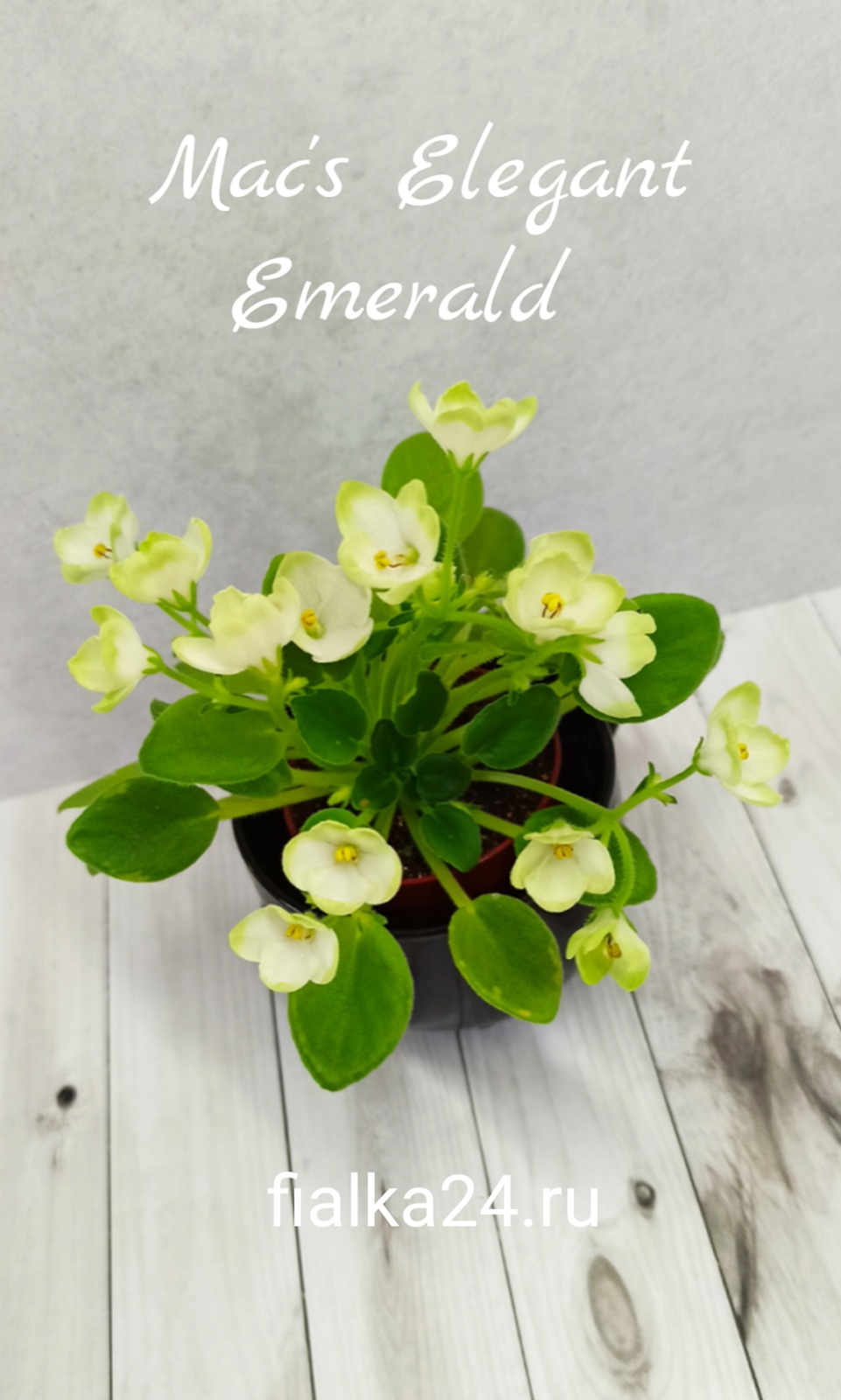 Mac's Elegant Emerald (McDonald)