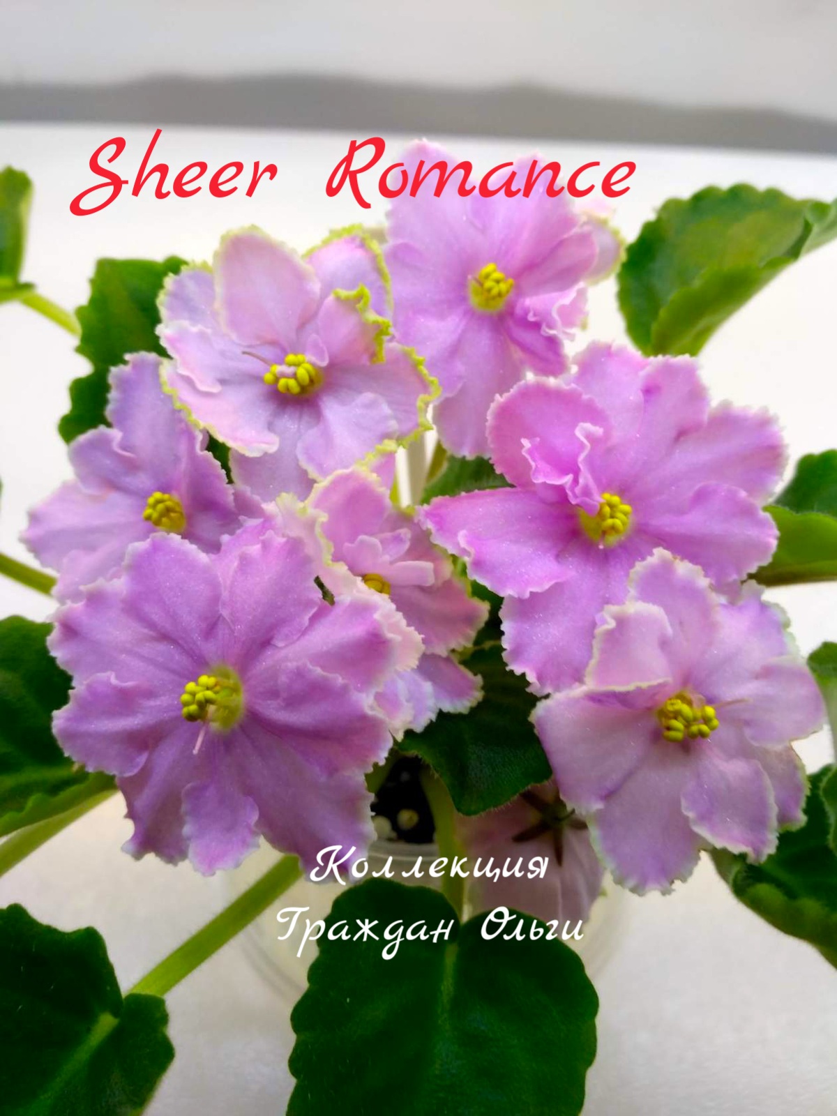 Sheer Romance (Sorano)