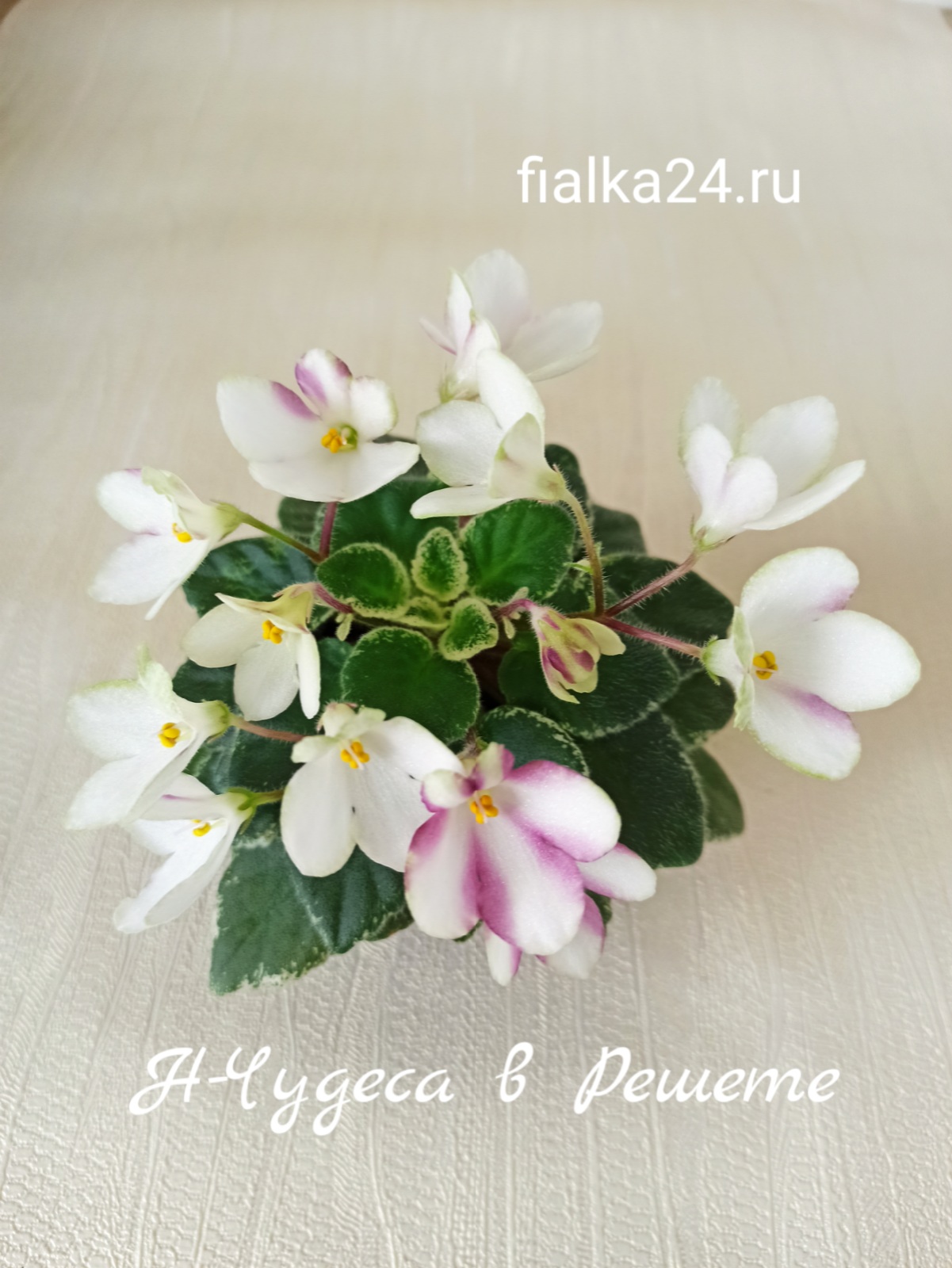 Н-Чудеса в Решете