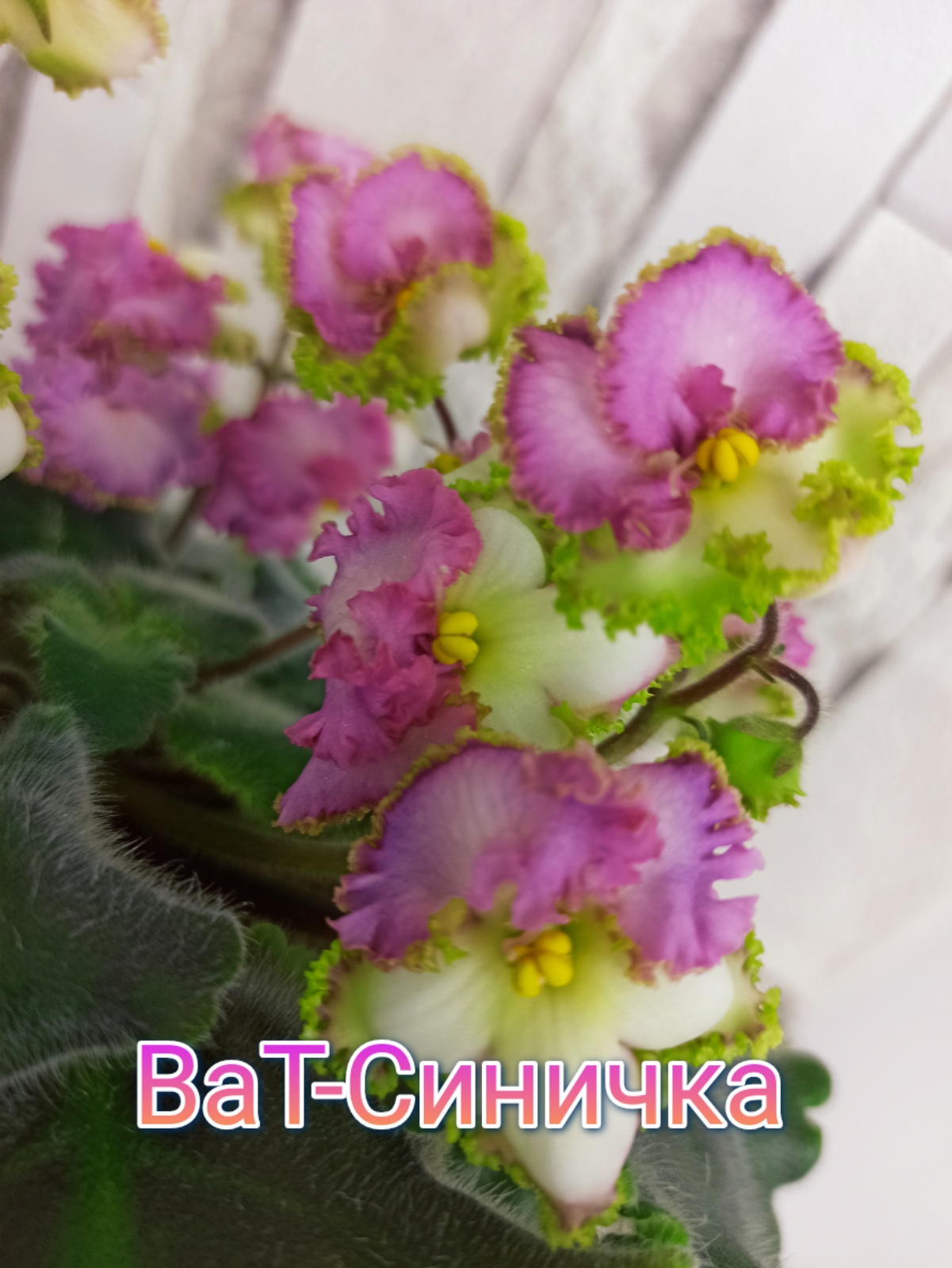 ВаТ-Синичка
