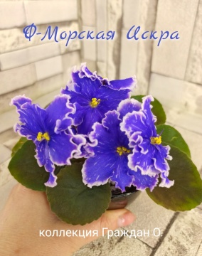 Ф-Морская Искра