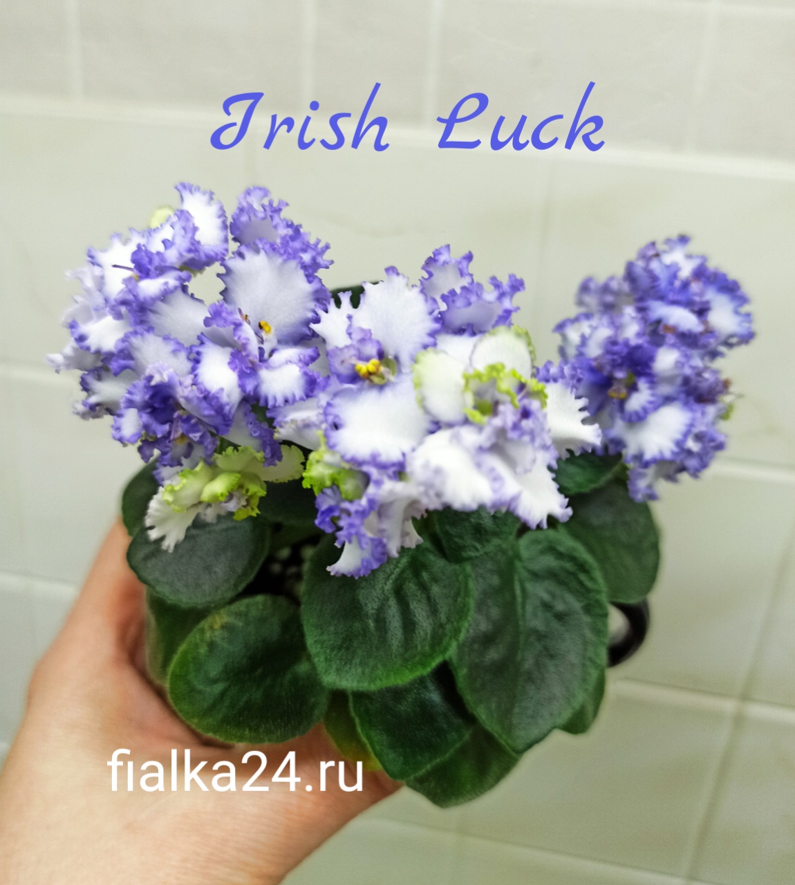 Irish Luck (LLG/Sorano)