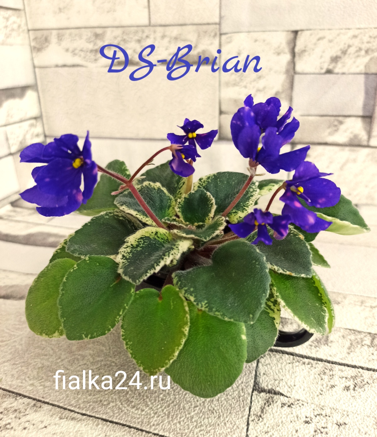 DS-Brian 