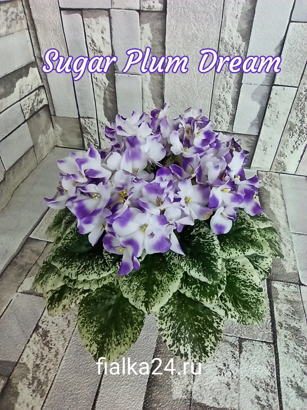 Sugar Plum Dream (LLG/Sorano)