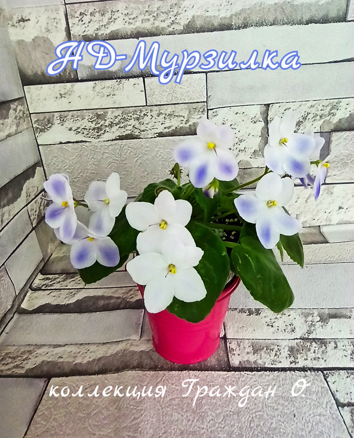 НД-Мурзилка