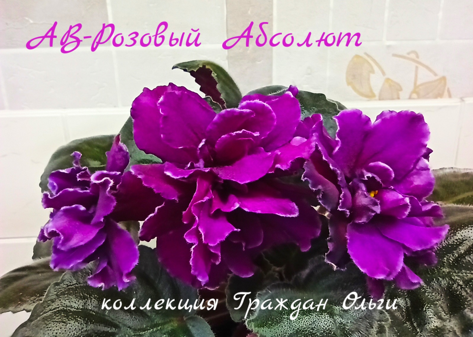 АВ-Розовый Абсолют