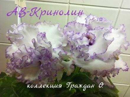 АВ-Кринолин