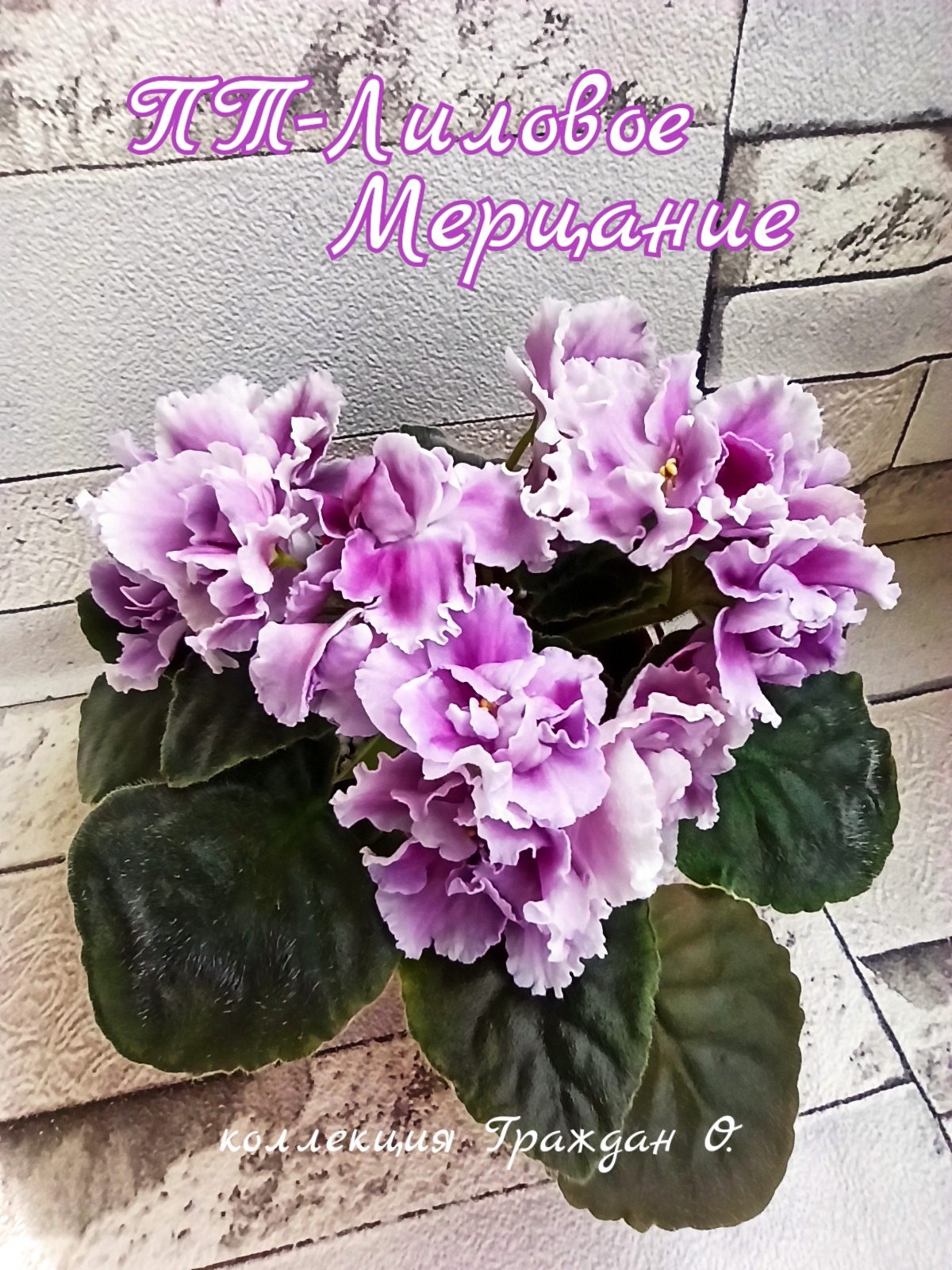 ПТ-Лиловое Мерцание
