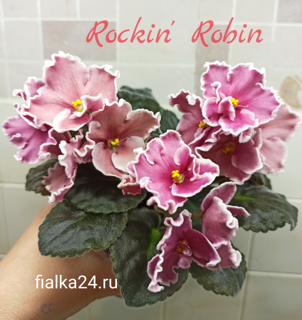 Rockin’Robin (Sorano)