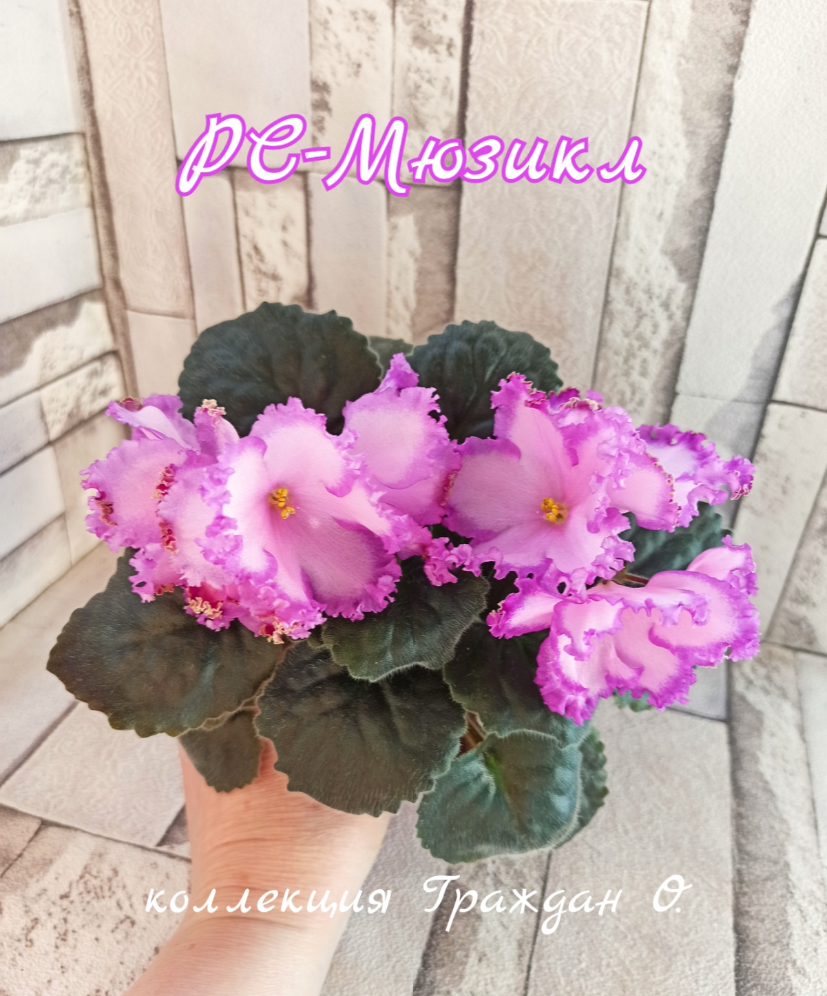 РС-Мюзикл