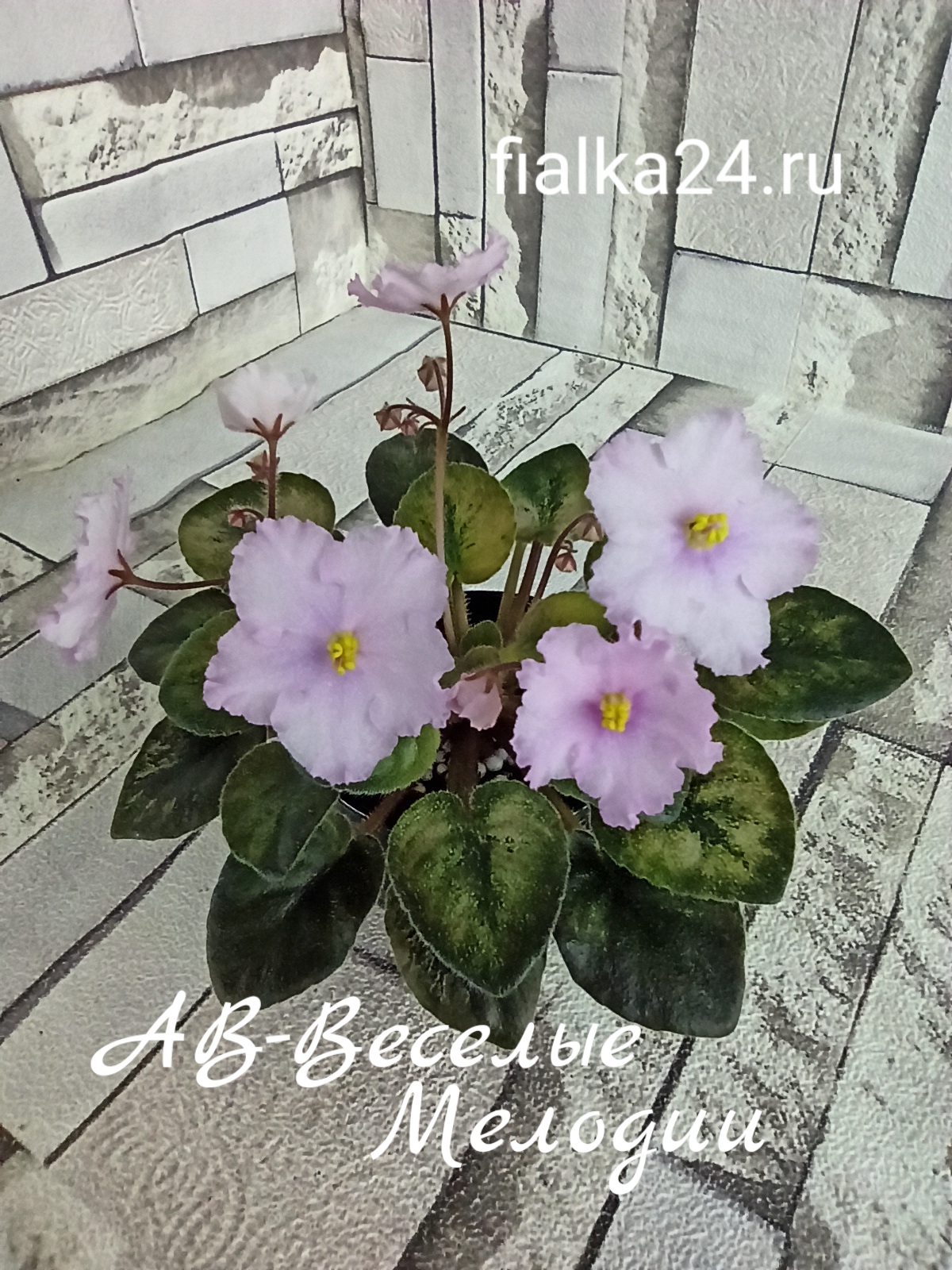 АВ-Веселые Мелодии
