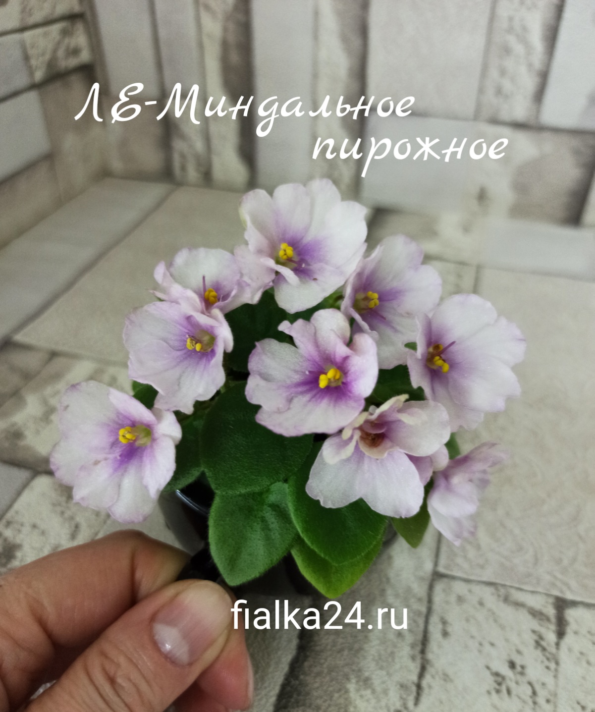ЛЕ-Миндальное пирожное