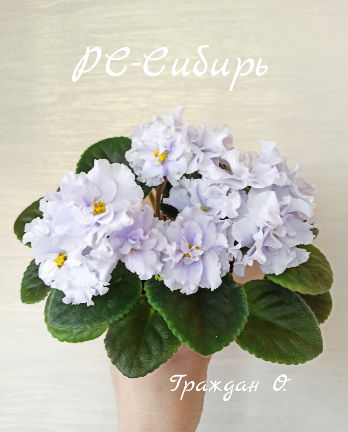 РС-Сибирь