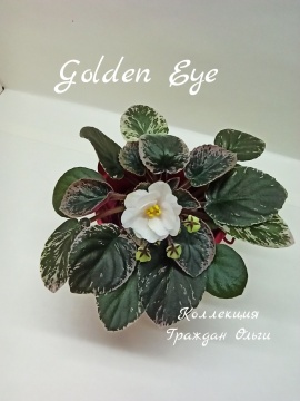 Golden Eye (Sorano)