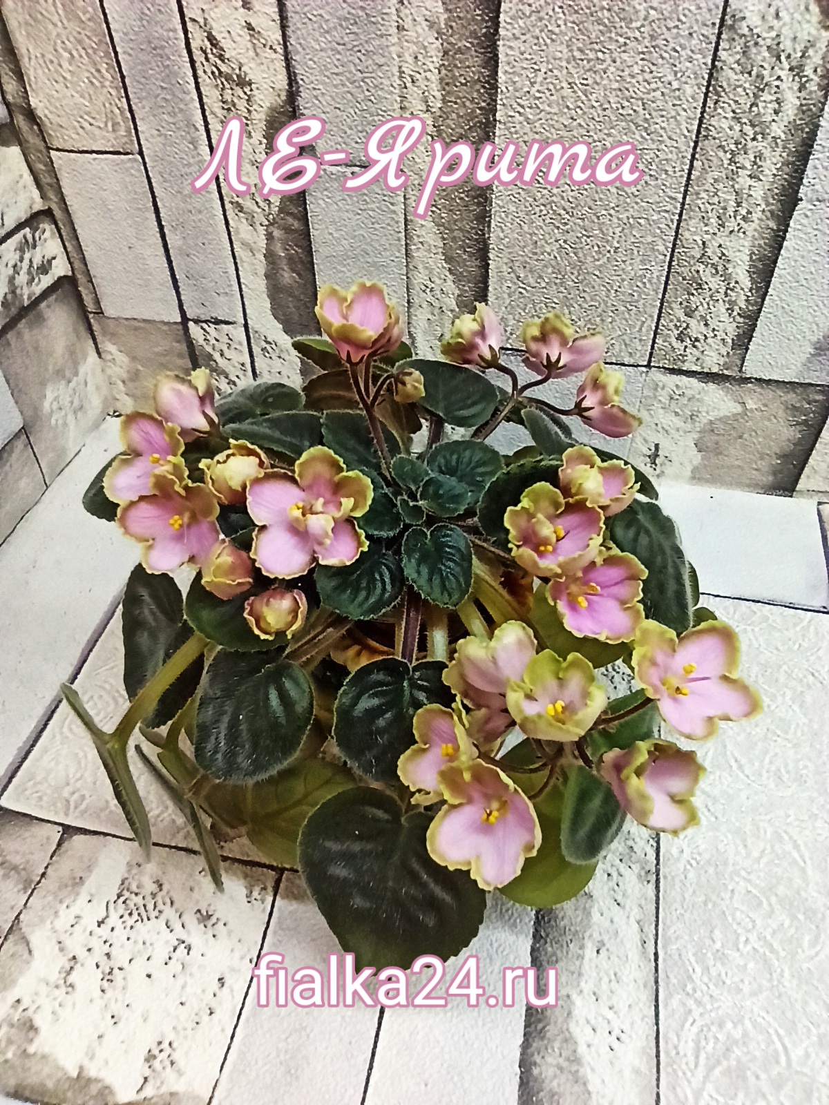 ЛЕ-Ярита