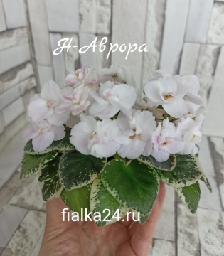 Н-Аврора